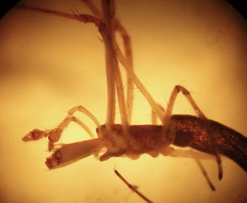 Tetragnatha pallescens