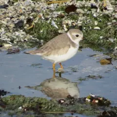 Piping Plover thumbnail 1