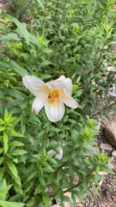 Formosa lily thumbnail 1