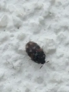 Trogoderma simplex thumbnail 2