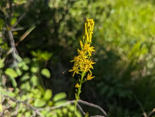 California bog asphodel
