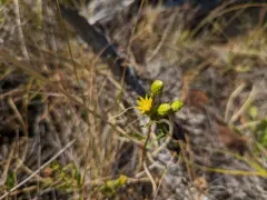 Hairy Gumweed thumbnail 1