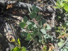Del Norte manzanita thumbnail 2