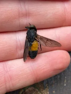 Hybomitra criddlei thumbnail 2