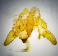 False Crocus Geometer Moth thumbnail 4