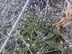 broad leaved collinsia thumbnail 1