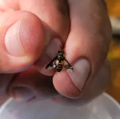 Venus Deer Fly thumbnail 4