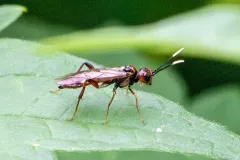 White-tipped Sawfly thumbnail 2