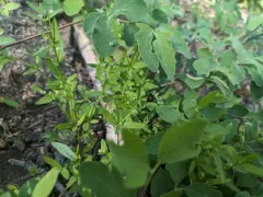 low mountain bedstraw thumbnail 1
