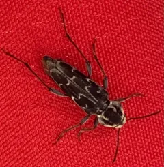 Xylotrechus integer thumbnail 3