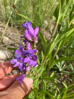 Smooth Beardtongue thumbnail 2