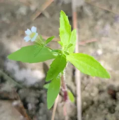 clammy hedge-hyssop thumbnail 1