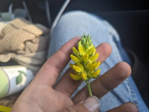 Butter Lupine
