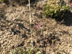 henderson's horkelia thumbnail 1