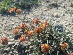 Jaynes Canyon buckwheat thumbnail 1