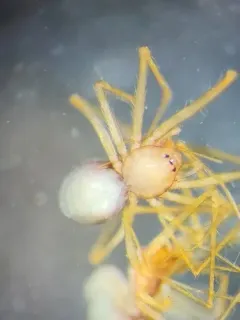 Usofila pacifica thumbnail 4