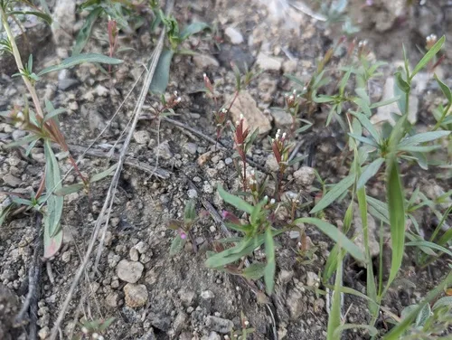 Dwarf Groundsmoke