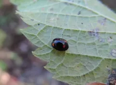 Four-spotted Spurleg thumbnail 3