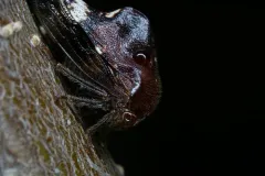 Telamona compacta thumbnail 3