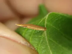 Coleophora ostryae thumbnail 2