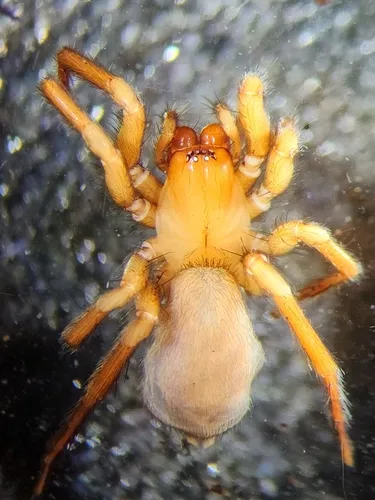 Cicurina intermedia