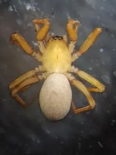 Lepthyphantes intricatus thumbnail 3