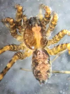 Mackenzie's Thin-legged Wolf Spider thumbnail 2