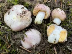 Russula subloculata thumbnail 2