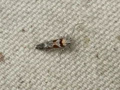 Gnorimoschema bacchariselloides thumbnail 3