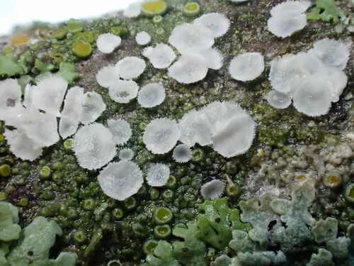 Lachnella villosa