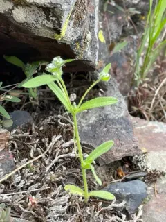 Torrey's Cryptantha thumbnail 2