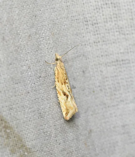 Black-blotched Bactra Moth