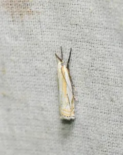Crambus lyonsellus thumbnail 3