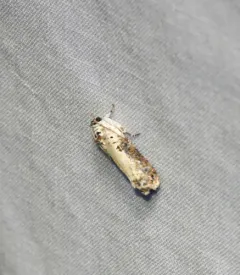 White-backed Marble thumbnail 3