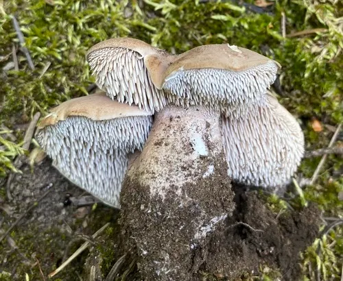 Sarcodon leucopus