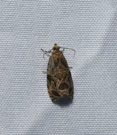 Olethreutes atrodentana thumbnail 2
