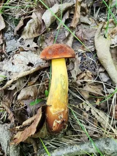 Boletus subluridellus thumbnail 2