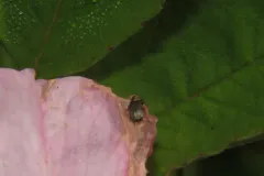 Acalyptus carpini thumbnail 4