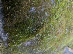 Hook-beak Tufa-moss thumbnail 2