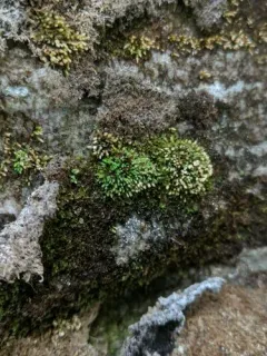 Elongate copper moss thumbnail 3