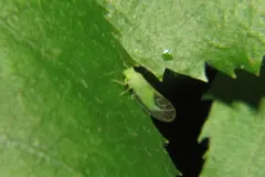 Psylla carpinicola thumbnail 2