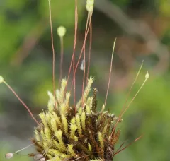 Fountain Apple-moss thumbnail 3