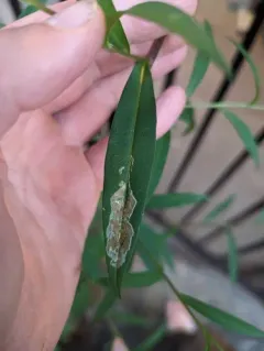 Ophiomyia carolinensis thumbnail 4