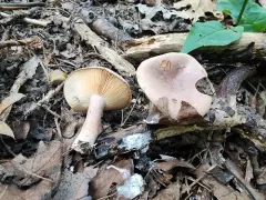 Lactarius mutabilis thumbnail 3