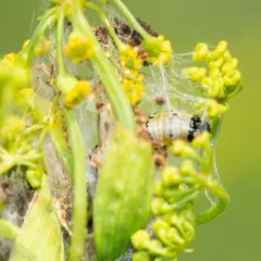 Parsnip Webworm thumbnail 3