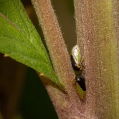Honeylocust Treehopper thumbnail 4