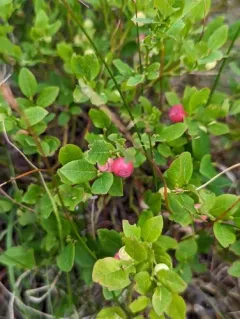 common bilberry thumbnail 4