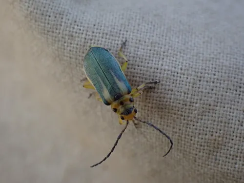 Trirhabda attenuata