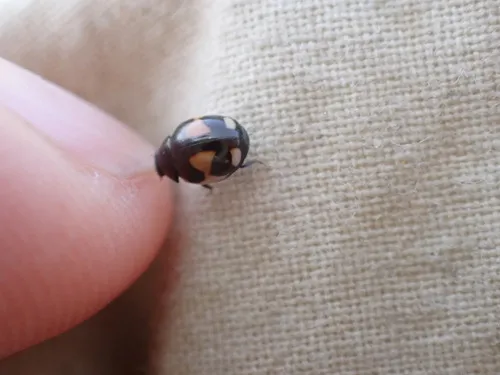 Lateral Sigil Lady Beetle