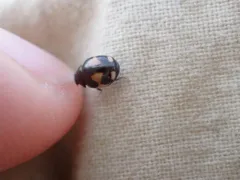 Lateral Sigil Lady Beetle thumbnail 1